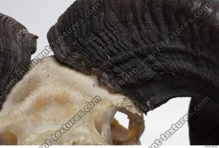 Photo Textures of Mouflon Skull Antlers